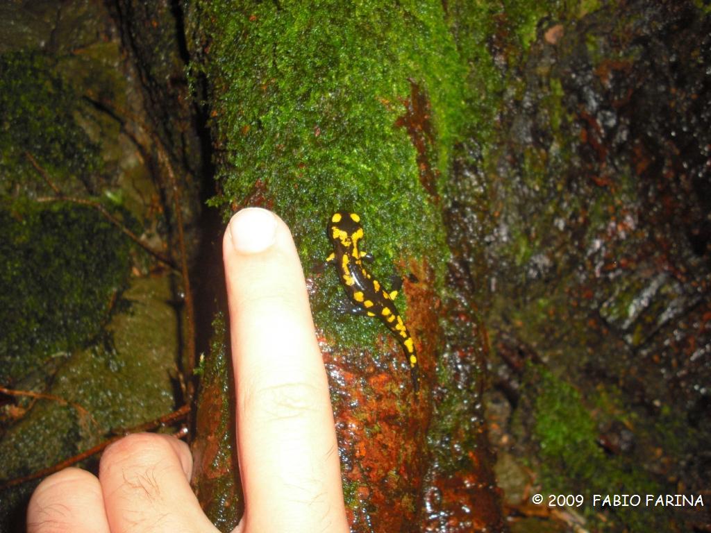 Salamandra pezzata - Salamandra salamandra gigliolii